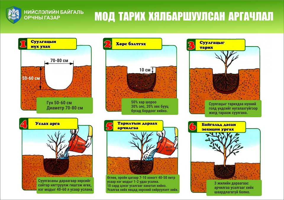 Намрын мод тарих өдөр МАРГААШ эхэлнэ - Miningworld Mongolia